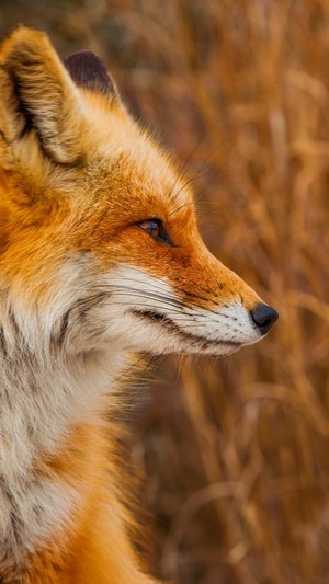 Red Fox