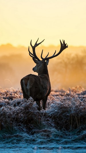 Deer with large antlers in a frosty field at sunrise