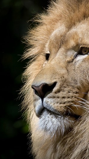 Close-up of a male lion's face