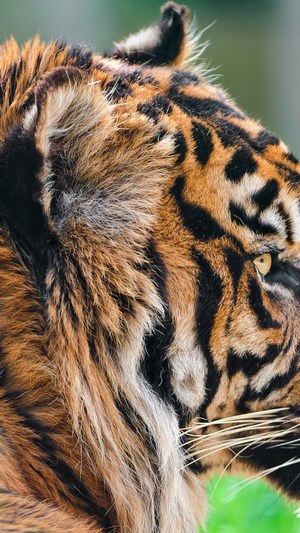Close-up of a Tiger's Face