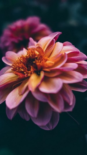 Close up of a pink and orange dahlia flower