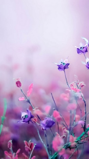 Purple Flower