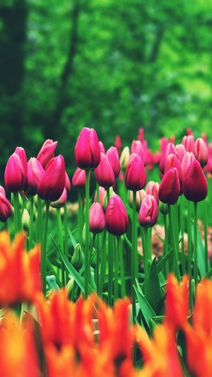 Field of Pink and Orange Tulips