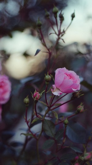 Pink rose and buds on a branch