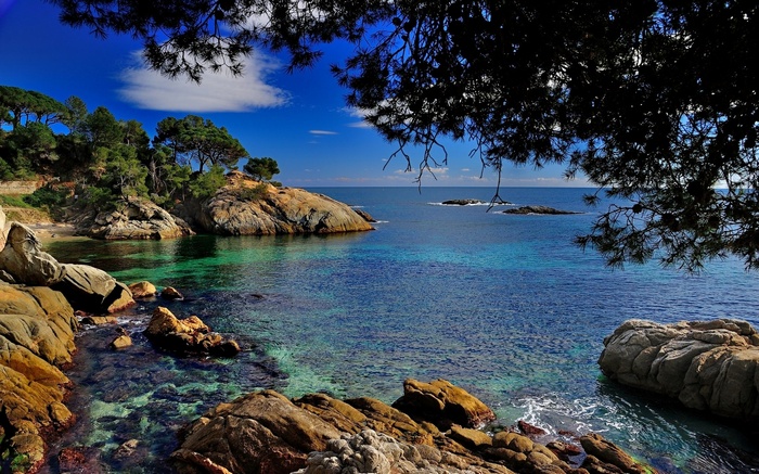 Rocky coastline with clear turquoise water and pine trees