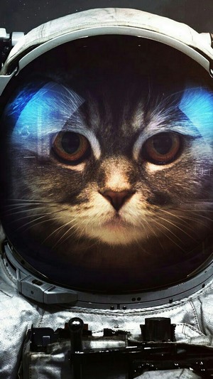 Cat astronaut in a helmet