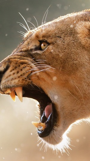 Close-up of a lioness roaring