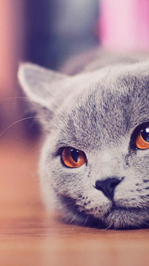 Close-up of a Russian Blue Cat's face