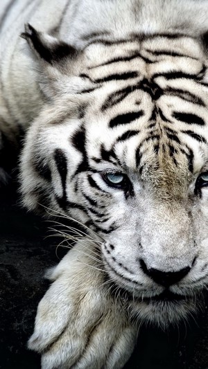White Tiger