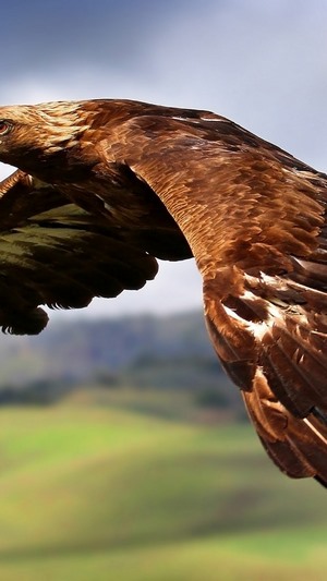 Golden eagle in flight over green hills