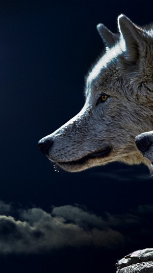 Wolf in the dark