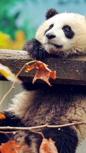 Panda resting on a log