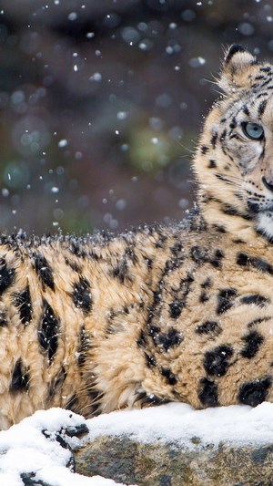 Snow Leopard in Snow