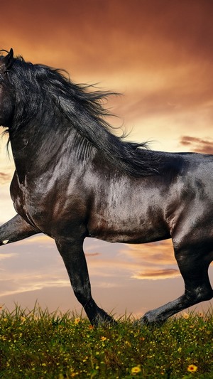 Black horse running in a field at sunset