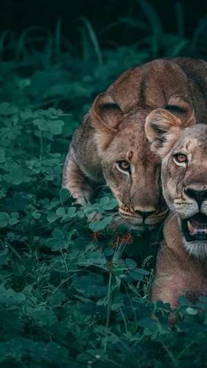 Two lionesses in green foliage