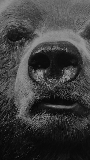 Close up of a bear's face