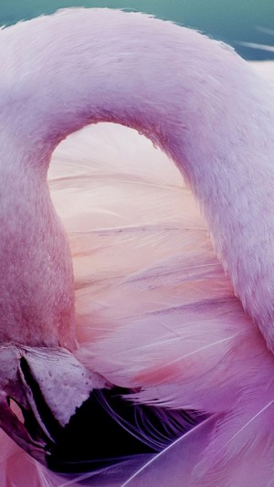 Close-up of a Pink Flamingo's Neck and Feathers