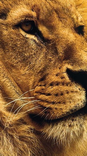Close-up of a male lion's face