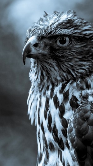 Hawk