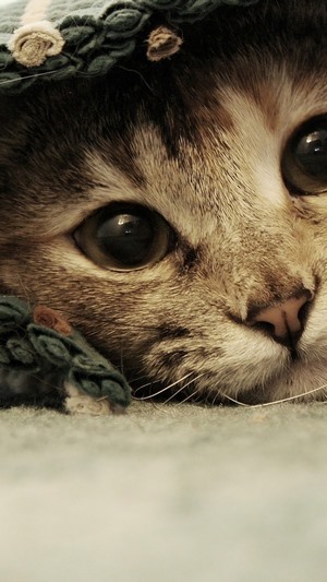Close-up of a tabby cat's face