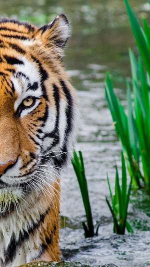 Tiger in water with green reeds