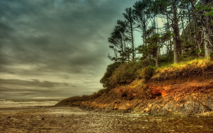 Trees on a rocky coastline under a cloudy sky