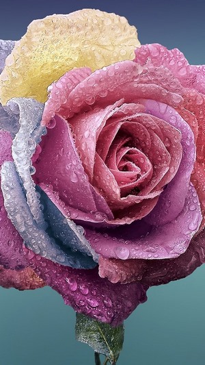Close up of a multi-colored rose with water droplets