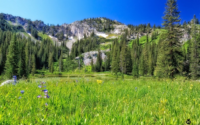 Mountain meadow with wildflowers and pine forest