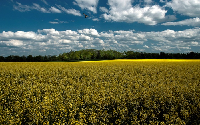 Field of yellow flowers under a cloudy sky
