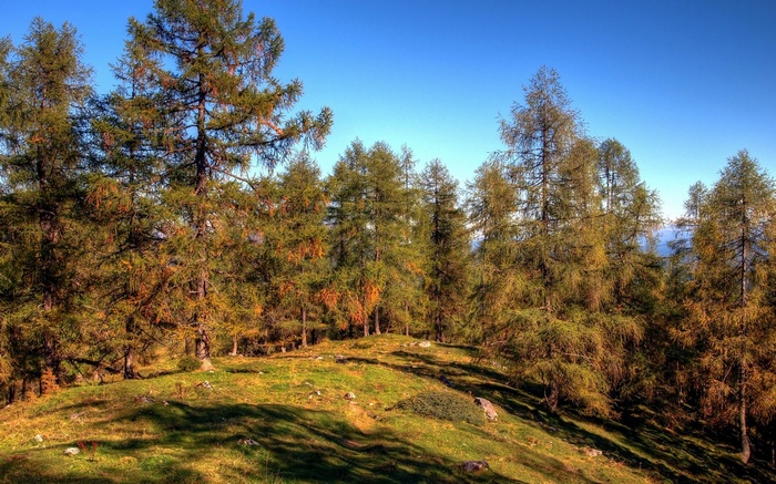 Larch trees on a grassy slope under a blue sky