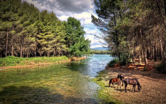 Horses grazing by a lake with pine forest