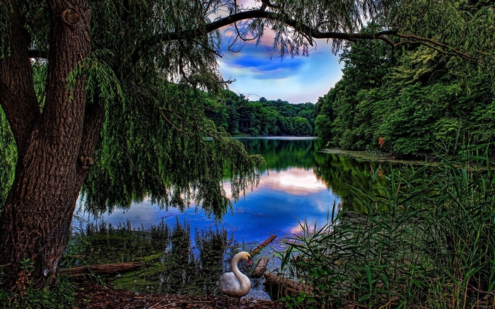 Swan on a lake surrounded by trees