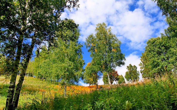 Birch trees on a grassy hill under a blue sky