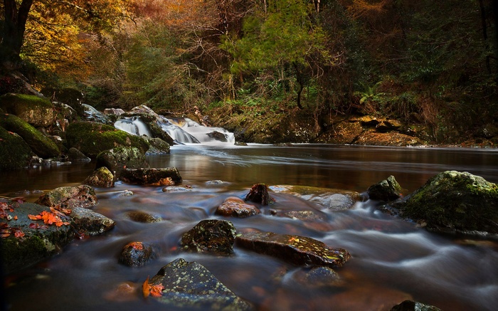 River flowing through a forest in autumn