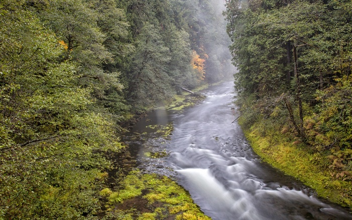 River flowing through a dense forest with autumn foliage