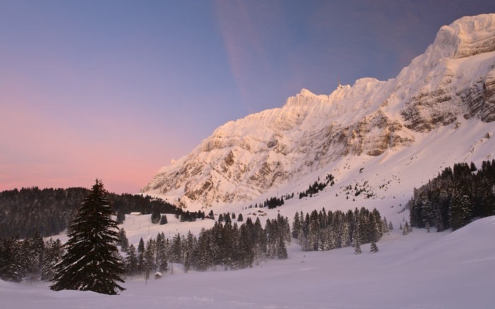 Snowy mountain range at sunrise with pine trees