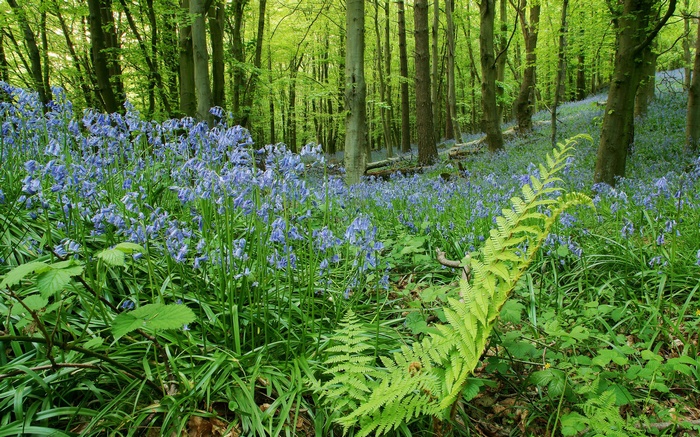 Bluebells and ferns in a sunlit forest