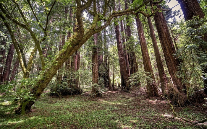 Redwood forest with sunlight filtering through trees