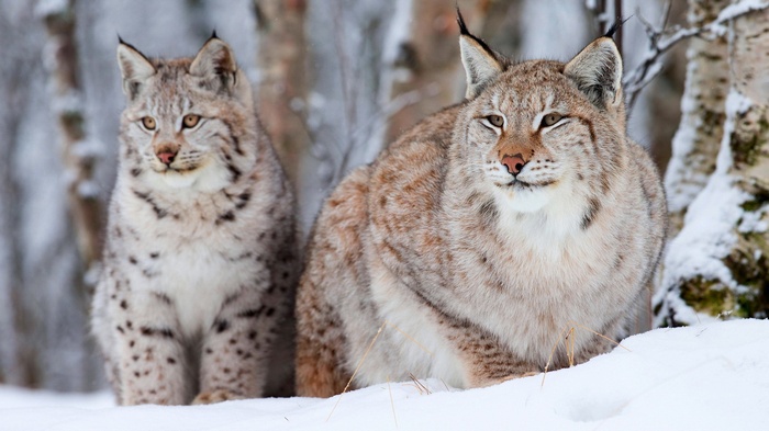 Two lynx in the snow