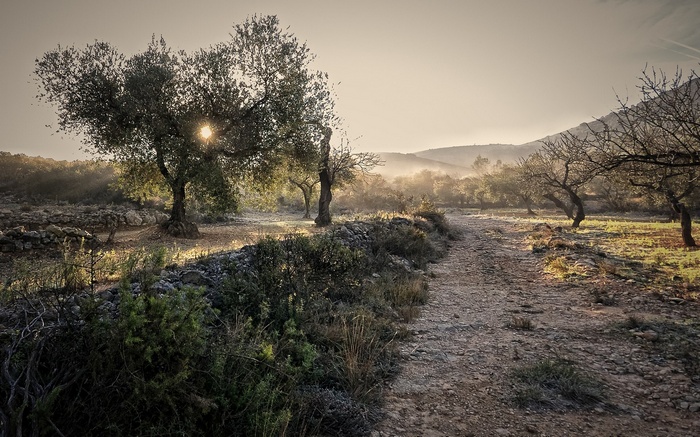 Sunlight through trees on a dirt path