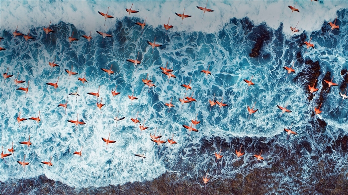 Flamingos flying over ocean waves 4K