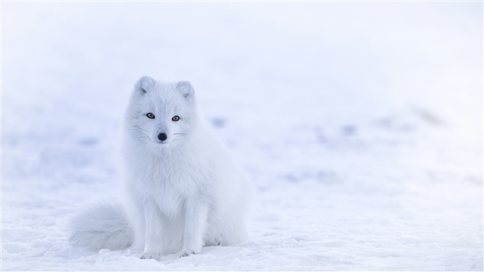 Arctic Fox in Snow 4K