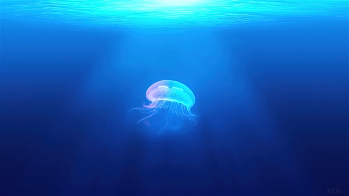 Jellyfish underwater 4K