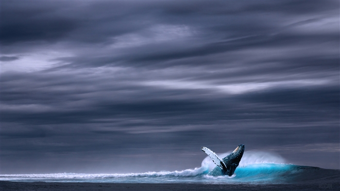 Humpback Whale Breaching in Ocean Wave 4K