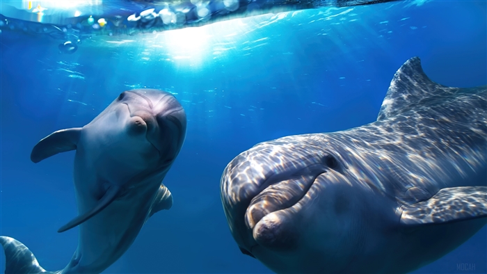 Two dolphins swimming underwater in blue ocean 4K