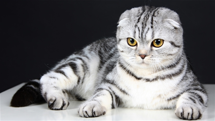 Scottish Fold Cat Kitten 4K