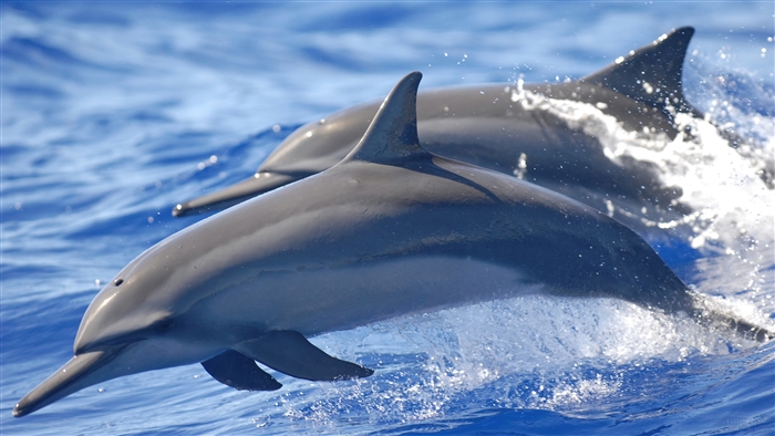 Two dolphins jumping out of the water in 4K