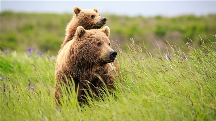 Two Brown Bears in a Grassy Field 4K