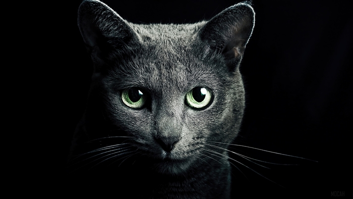 Black Cat with Green Eyes 4K