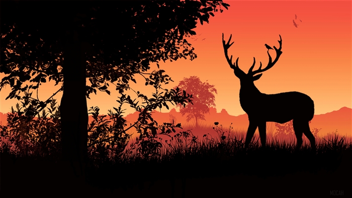Deer silhouette at sunset with birds